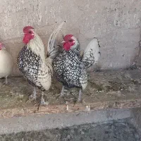 سه عدد خروس مینیاتوری