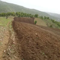 زمین کشاورزی دیم|فروش دفتر صنعتی، کشاورزی، تجاری|آرمرده, |دیوار