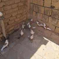 ۵جفت پشت زردازیک نسل استثنایی|پرنده|قم, آزادگان|دیوار