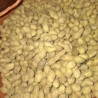 بادام زمینی اطلس