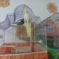 پرنده  عروس هلندی