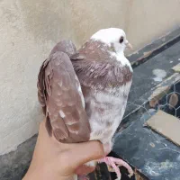 کفتر حسابی|پرنده|قم, قلعه کامکار|دیوار