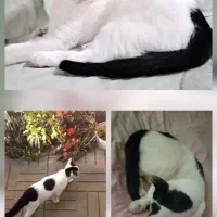 گربه گم شده