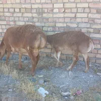 میش عربی زایده