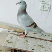 کبوتر پیازی