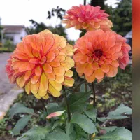 زوج جوان جهت سرایداری شهرک ویلایی