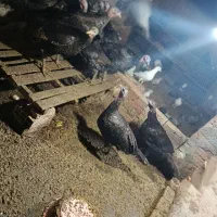 فروش. فوری. بقلمون نر ماده|حیوانات مزرعه|نکا, |دیوار