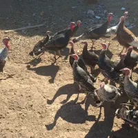 بوقلمون|حیوانات مزرعه|شال, |دیوار