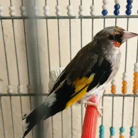 سهره دورگ نر و ماده معاوضه|پرنده|ابریشم, |دیوار