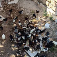 پیش فروش جوجه