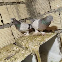 کفتر خوب مفت|پرنده|شیراز, شهرک کوشکک|دیوار