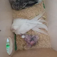 فروش عروس هلندی