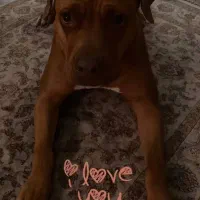 واگذاری سگ|سگ|تهران, ایوانک|دیوار