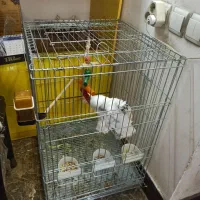 طوطی کاکو کادو