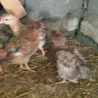 جوجه دو رگه لاری ۳۵۰