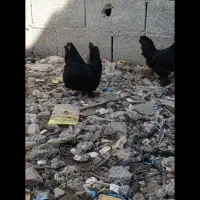 امپراتوری و مینیاتور و مرغ محلی|حیوانات مزرعه|بندر انزلی, کلیور|دیوار