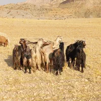 گله بز داشتی