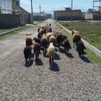 ده جفت میش و بره غزل افشار