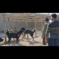 واگذاری سگ نگهبان گله ای همه چی تموم|سگ|پیر بکران, |دیوار