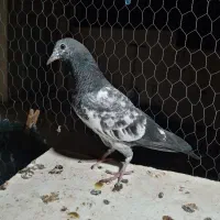 کبوتر تیدی پاکستانی واراکی|پرنده|شاهین‌شهر, طالقانی|دیوار