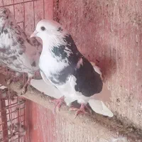 کفتر گرفتنی