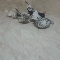 مرغ خروس جوجه ژاپنیز جاپنیز مینیاتوری|حیوانات مزرعه|مشهد, کوی سیدی|دیوار