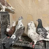 کفتر پرشی به شرط