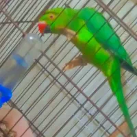 طوطی ملنگو سخنگو معاوضه