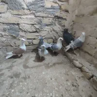 شش‌تاگفترپشتارترک‌داردرجه‌یک‌‌پرشی|پرنده|تربت‌حیدریه, چهارراه خواف|دیوار