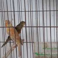 جوجه قناری|پرنده|مشگین شهر, |دیوار