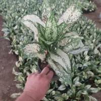 گل های آپارتمانی عمده قیمت مناسب|گل و گیاه طبیعی|تهران, خاوران|دیوار