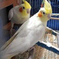 دوتاعروس هلندی نروماده