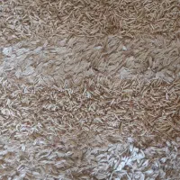 دو عدد قالیچه|فرش|ارومیه, |دیوار