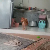 واگذاری سگ پاکوتاه|سگ|گرگان, |دیوار