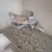 دمگیر کاکلی|پرنده|اصفهان, دانشگاه اصفهان|دیوار