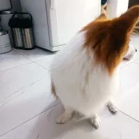 پامرروباهی