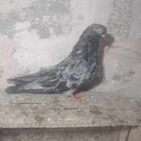 15عدد کفتر خوب|پرنده|میاندوآب, |دیوار