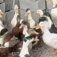 جوجه قوغاز، بوقلمون برنز ماده، اردک، خروس|حیوانات مزرعه|مشهد, شیرودی|دیوار