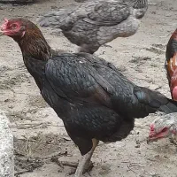 تخم مرغ لاری