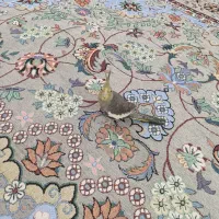 عروس هلندی نر،همراه با قفس پرنده