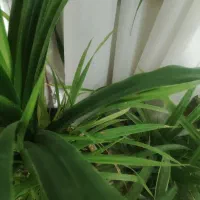 قلمه پاندانوس