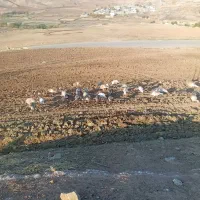 بوقلمون|حیوانات مزرعه|سیروان, |دیوار