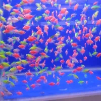 ماهی زینتی کالرویدو