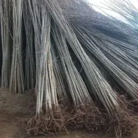 صنوبر سیب گیلاس آلبالو