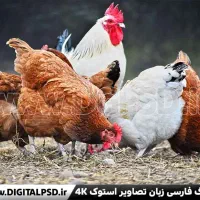 مرغ و خروس