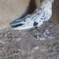 فروش ۱۰ عدد کبوتر نوکریز
