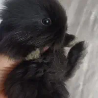 تعدادی بچه خرگوش لوپ ومینیاتوری تربیت شده|موش و خرگوش|مشهد, کارگران|دیوار