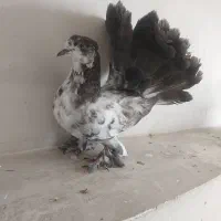 دم چتری جوون تزئینی
