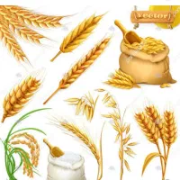 خرید گندم،جو،تخم کتان،گاودانه،کودسفید