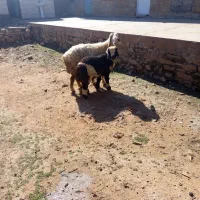 میش بره|حیوانات مزرعه|مسجد سلیمان, |دیوار